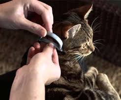 Resultado de imagen de seresto bayer gato imagenes