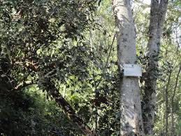 Image result for Olea woodiana