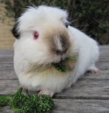 Image result for himalayan guinea pig