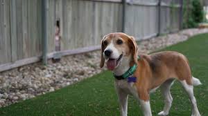 Beagles removed from Wisconsin research lab after abuse allegations find new homes