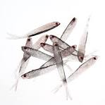 Saltwater Fishing Tackle - TackleDirect