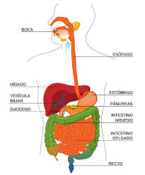 Resultado de imagen para sistema digestivo