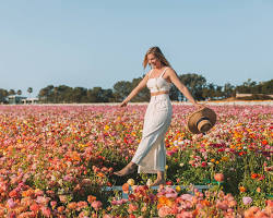 Gambar Take a photo at the Carlsbad Flower Fields
