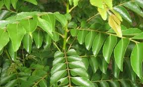 Image result for Curry leaves