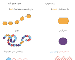 صورة الكربوهيدرات بوليمرات