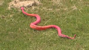 Bildergebnis für rattlesnake