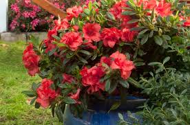 Image result for Azalea azaleas