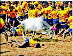 Image result for jallikattu images