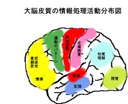 「大脳皮質」の画像検索結果