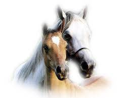 Résultat de recherche d'images pour "des beaux chevaux"