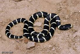 Image result for king snake