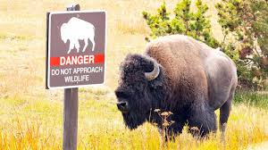 yellowstone national park bison safety