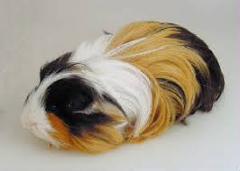 Image result for silkie guinea pig