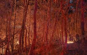 기장 산불 아이콘