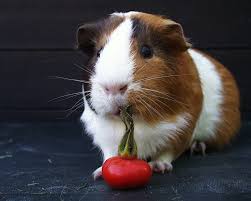 Resultado de imagen de COBAYA COMIENDO