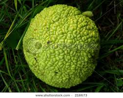 Image result for hedge apples