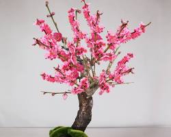 梅の盆栽の画像