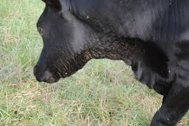 Image result for "ringworm in cattle"