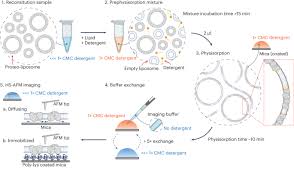 transporter wanderlust Unveiling the Molecular Basis of Transporter Wanderlust Kinetics through HS-AFM Single-Molecule Structural Biology