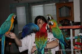 Image result for baby macaw parrot for sale