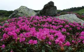 Imagini pentru cele mai frumoase cascade din lume video