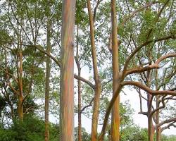 Image of San Antonio Botanical Garden Rainbow Eucalyptus Tree