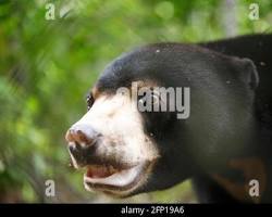 Image of Sun bear in the Cardamom Mountains rainforest