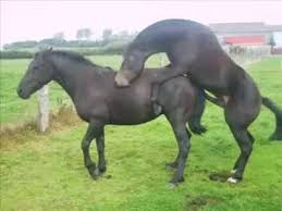 Image result for HORSE