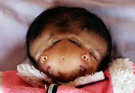 Bildergebnis für janus cat