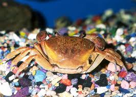 Image result for fresh water crabs female