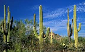 Image result for saguaro cactus