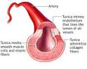 Tunicas das arterias