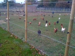 Image result for poultry fencing