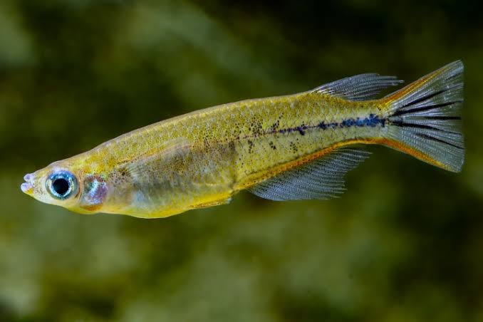 Conservation Breeding » Sulawesi Keepers