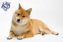 How much do Shiba Inu puppies cost? - Quora