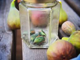 Résultat de recherche d'images pour "metallic green fig beetle"