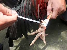 Vừa xơi chuột đồng xong [ Cận cảnh mần chuột :v ]