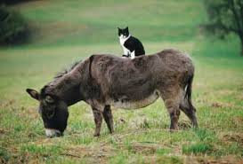 Image result for cat and animals