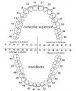 Nomenclatura denti umani