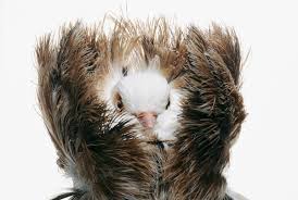 Image result for pigeons