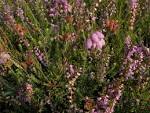 Cross-leaved heath videos, photos and facts - Erica tetralix ARKive