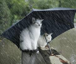 Résultat de recherche d'images pour "gif il pleut"