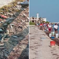 Alerta en Yucatán: Marea Roja y Especies Marinas Muertas en las Costas