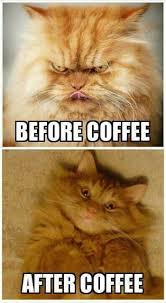 Image result for appropriate cat meme