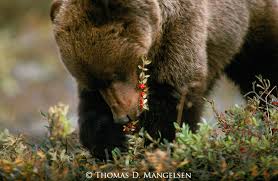 Image result for grizzly bear eating