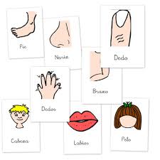 Resultado de imagen para cuerpo humano