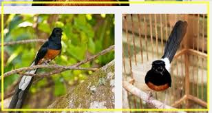 Hasil gambar untuk murai batu