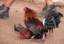 Image result for LOSING COCK IN COCK FIGHT