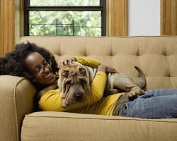 person and their pet cuddling on a couchの画像