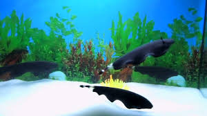 Image result for Black ghost knifefish